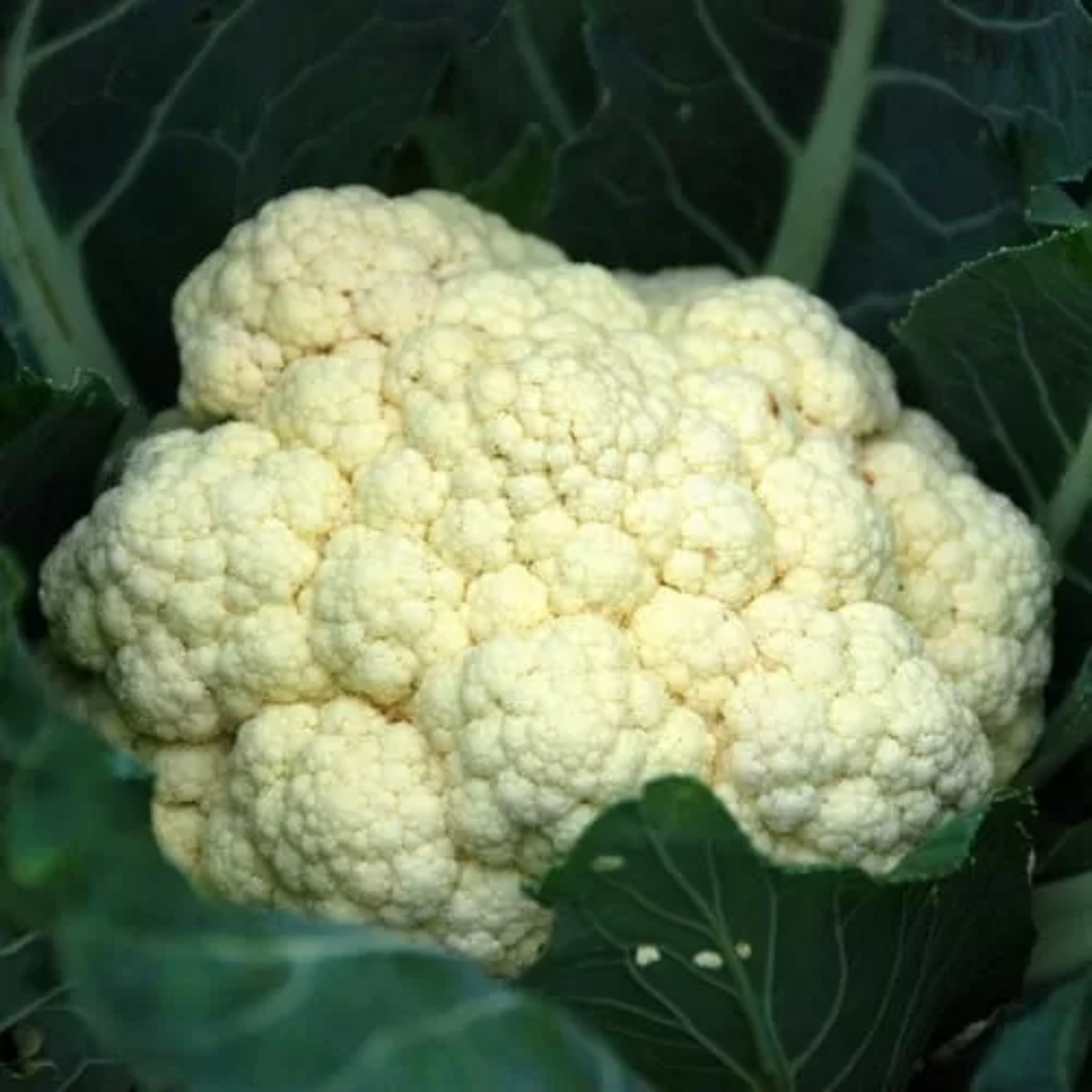 Zorzi Cauliflower Cavolfiore Napoletano Natalino Seeds