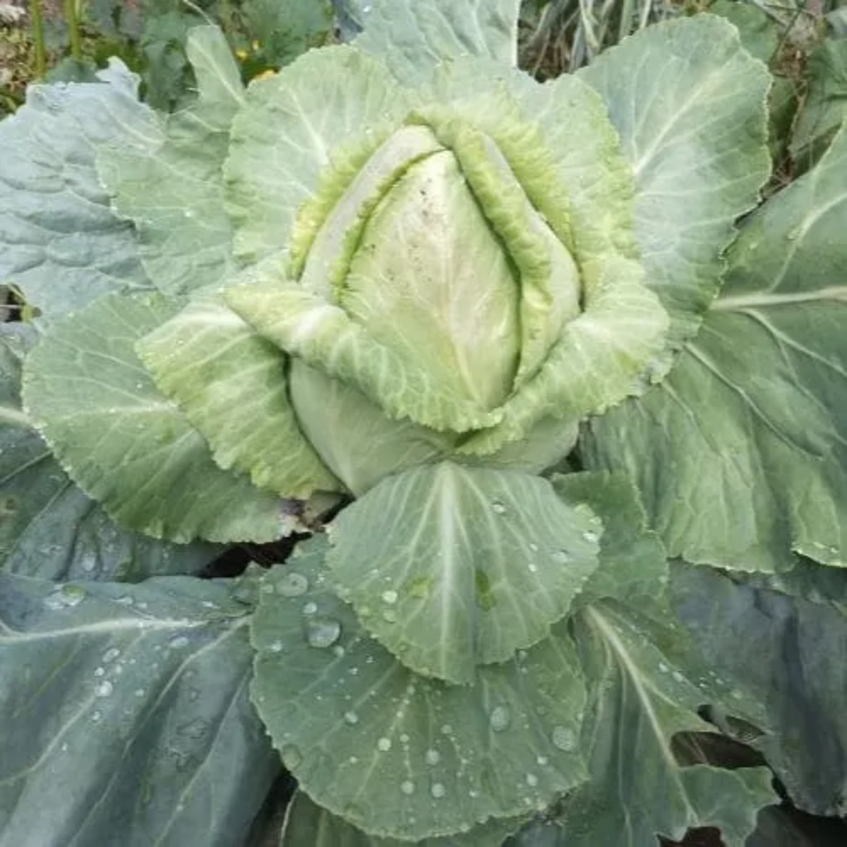 Zorzi Cabbage Cavolo Cappuccio Cuor di Bue Grosso Seeds