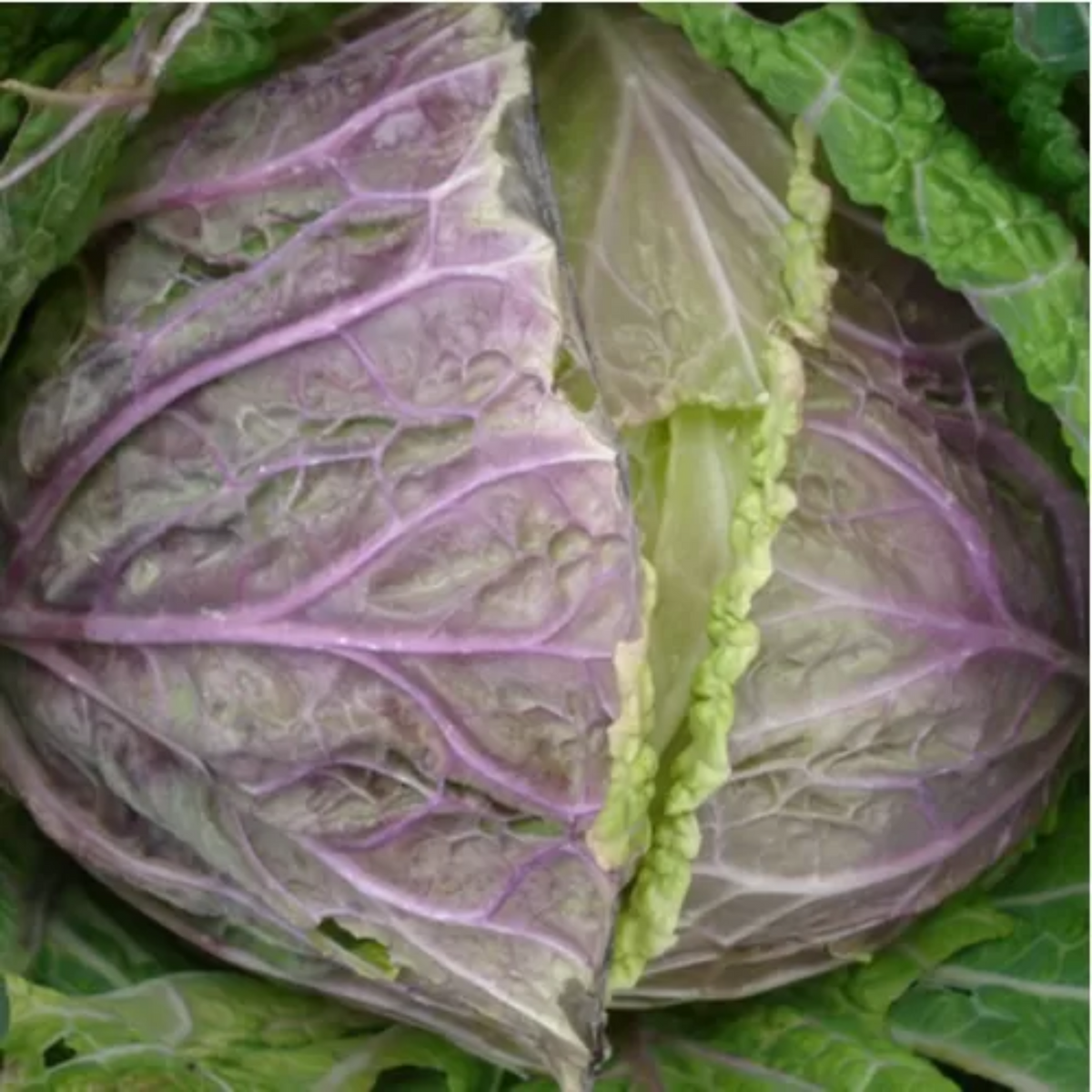 Zorzi Savoy Cabbage Cavolo Verza Violaceo di Verona Seeds