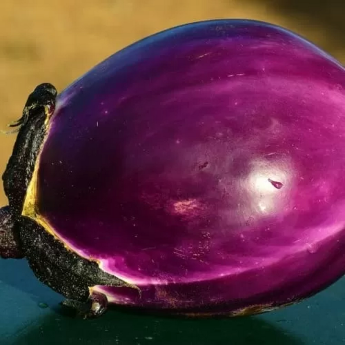 Zorzi Eggplant Melanzana Violetta di Firenze Seeds