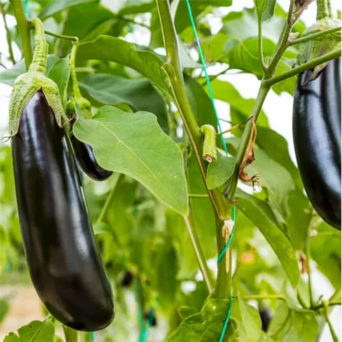 Zorzi Eggplant Melanzana Violetta Lunga Seeds