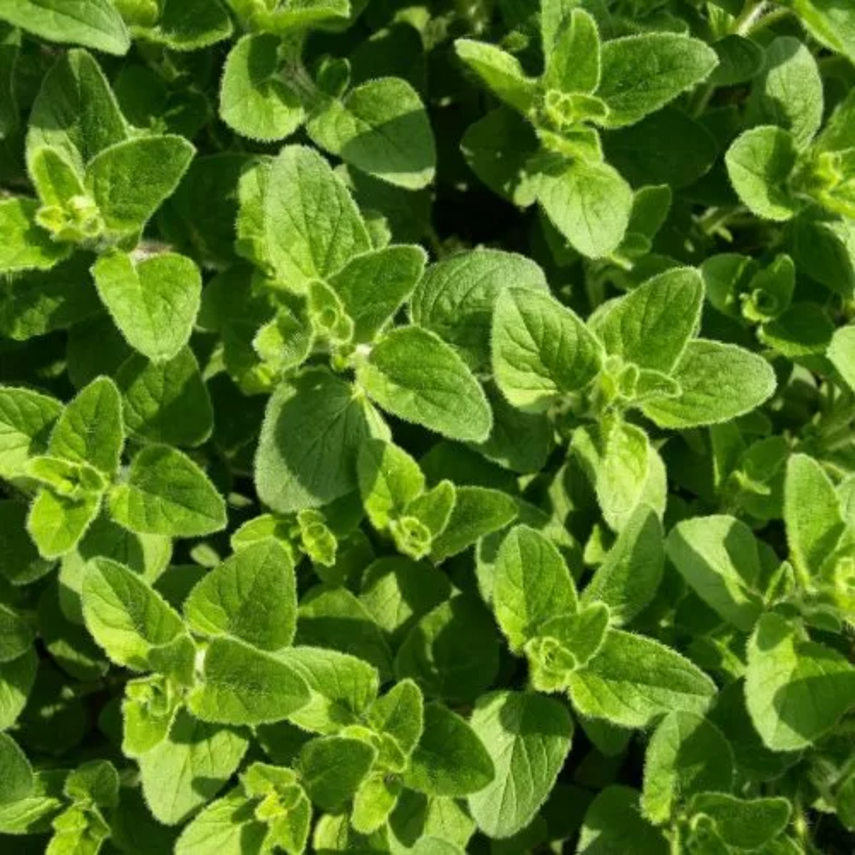 Zorzi Oregano - Origanum Vulgare Seeds