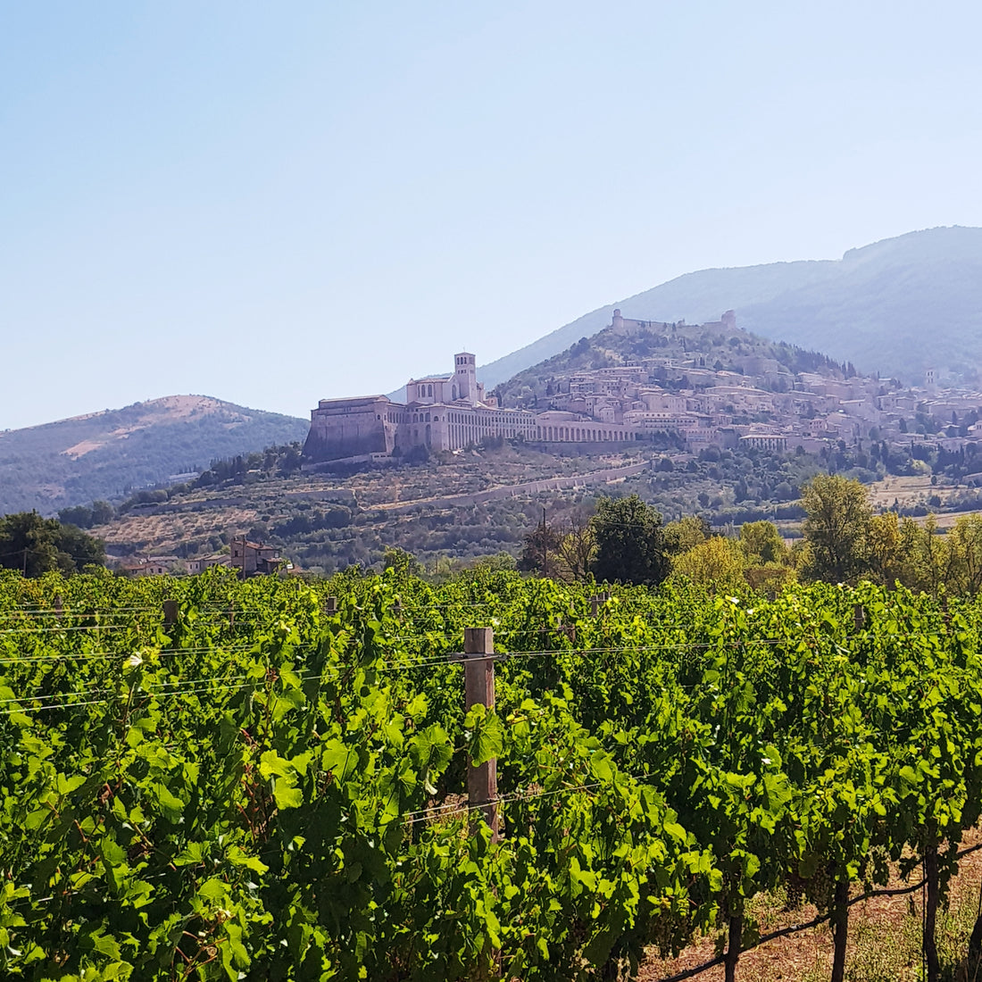 Italian Wine Connection Basilica in Umbria