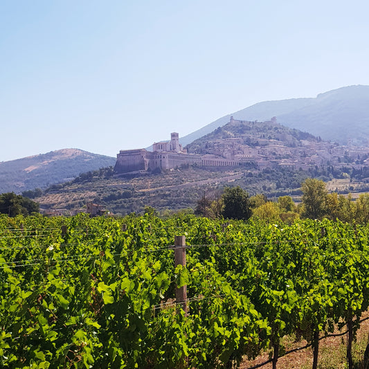 Italian Wine Connection Basilica in Umbria