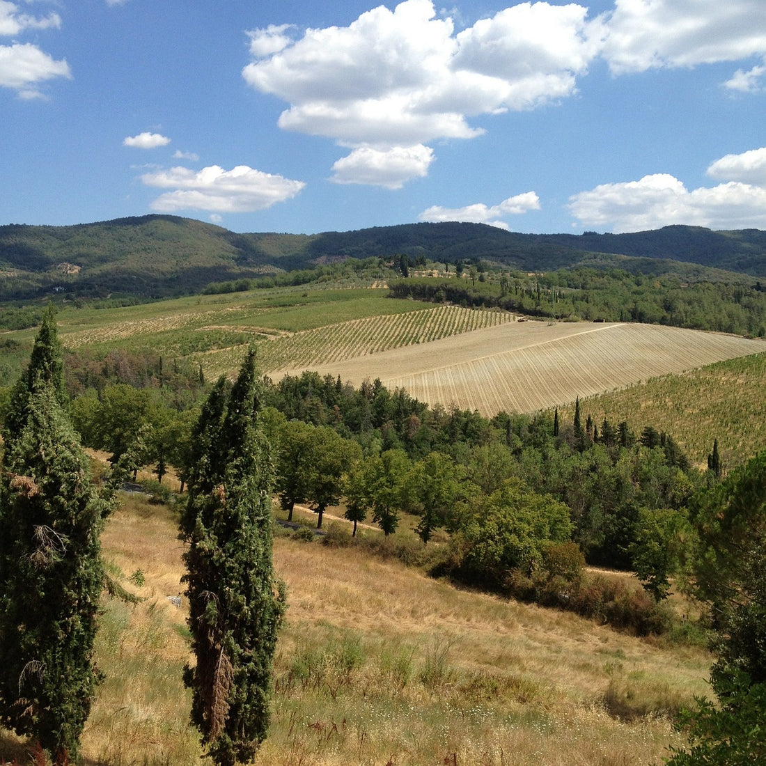 Terroir and Italian Wine: An Extraordinary Bond