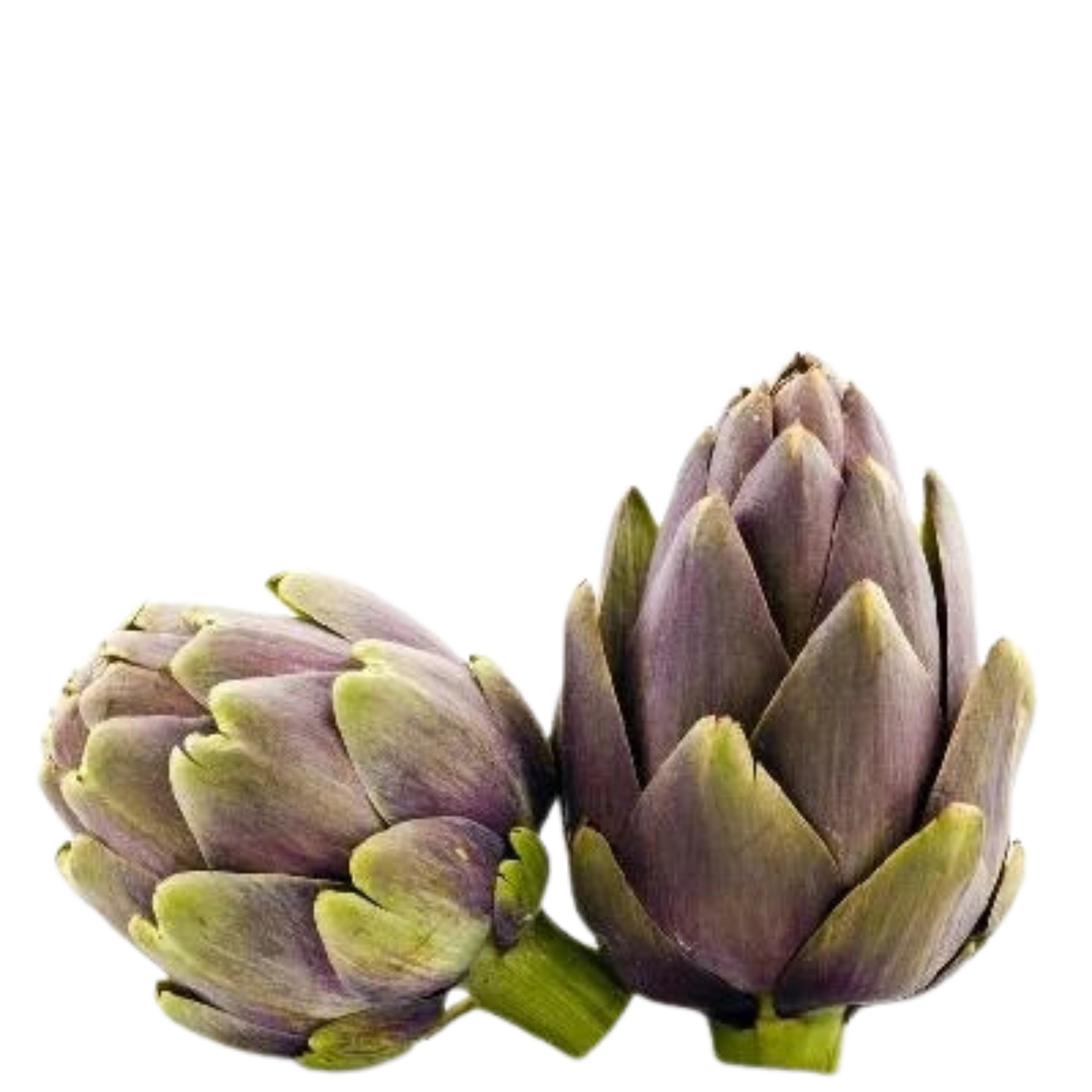 Zorzi Artichoke Carciofo Violetto di Provenza Seeds
