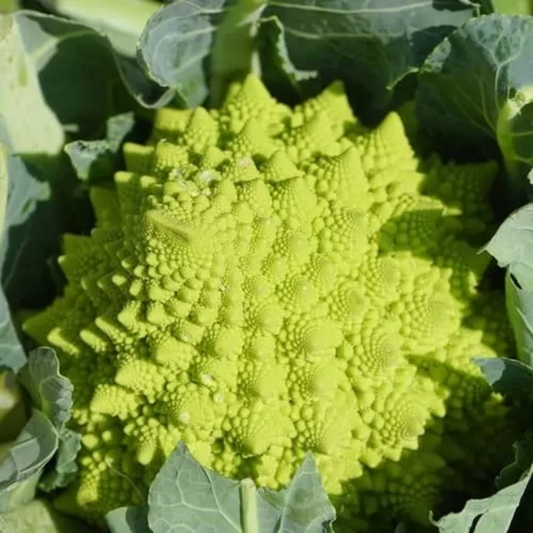 Zorzi Cauliflower Cavolfiore Romanesco Natalino Seeds