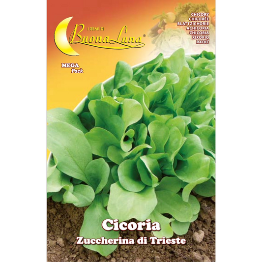 Buona Luna Trieste Sweet Chicory Seeds – Cicoria Zuccherina di Trieste
