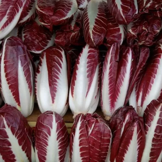 Zorzi Treviso Red Chicory Cicoria Rossa di Treviso Seeds