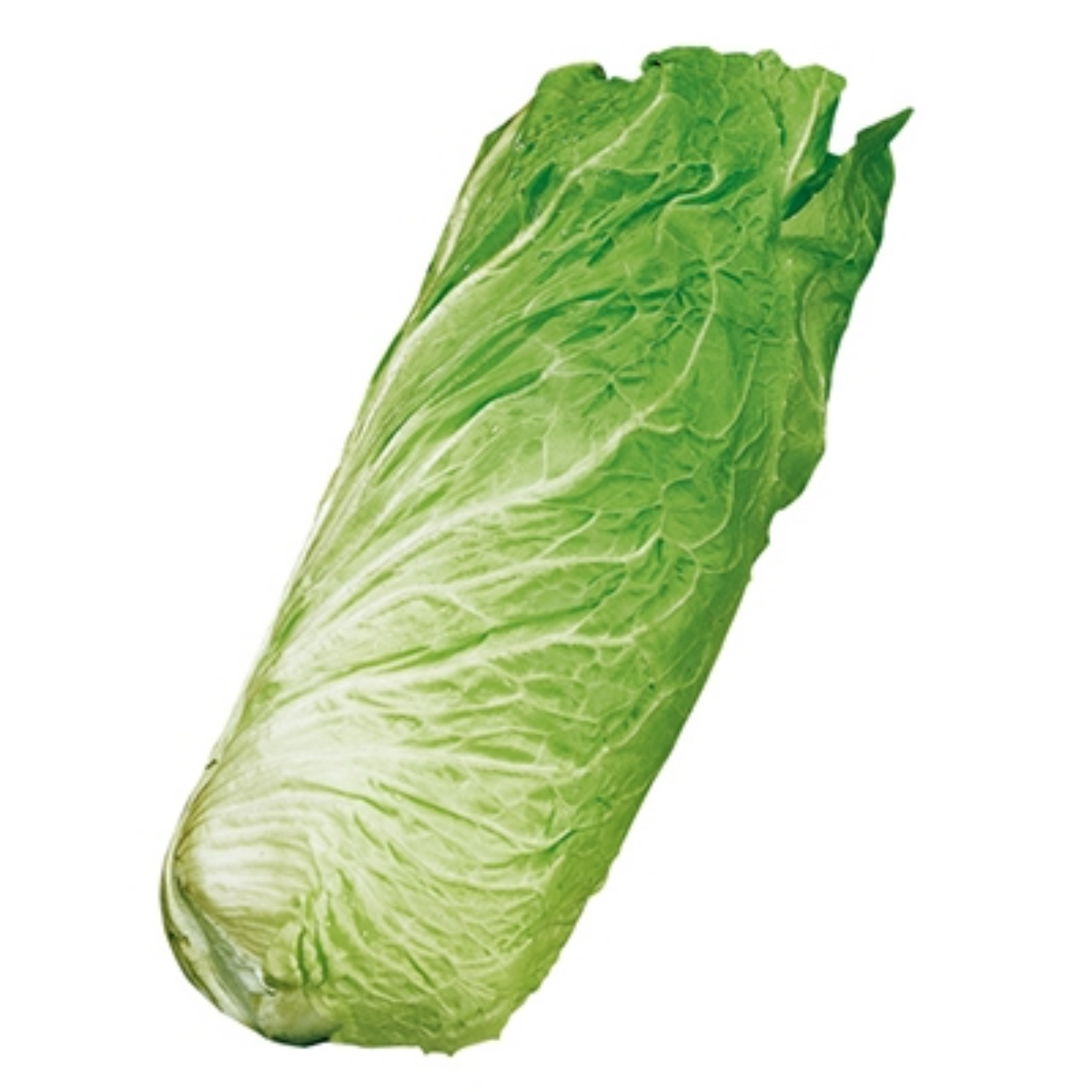 Zorzi Sweet Chicory Cicoria Pan di Zucchero Seeds