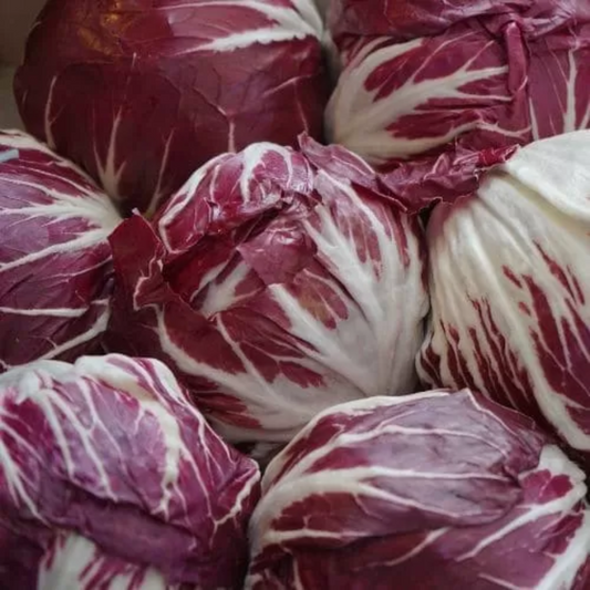 Zorzi Verona Red Chicory Cicoria Rossa di Verona a Palla Seeds