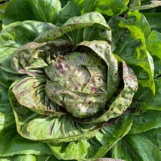Zorzi Castelfranco Chicory Cicoria Variegata di Castelfranco Seeds