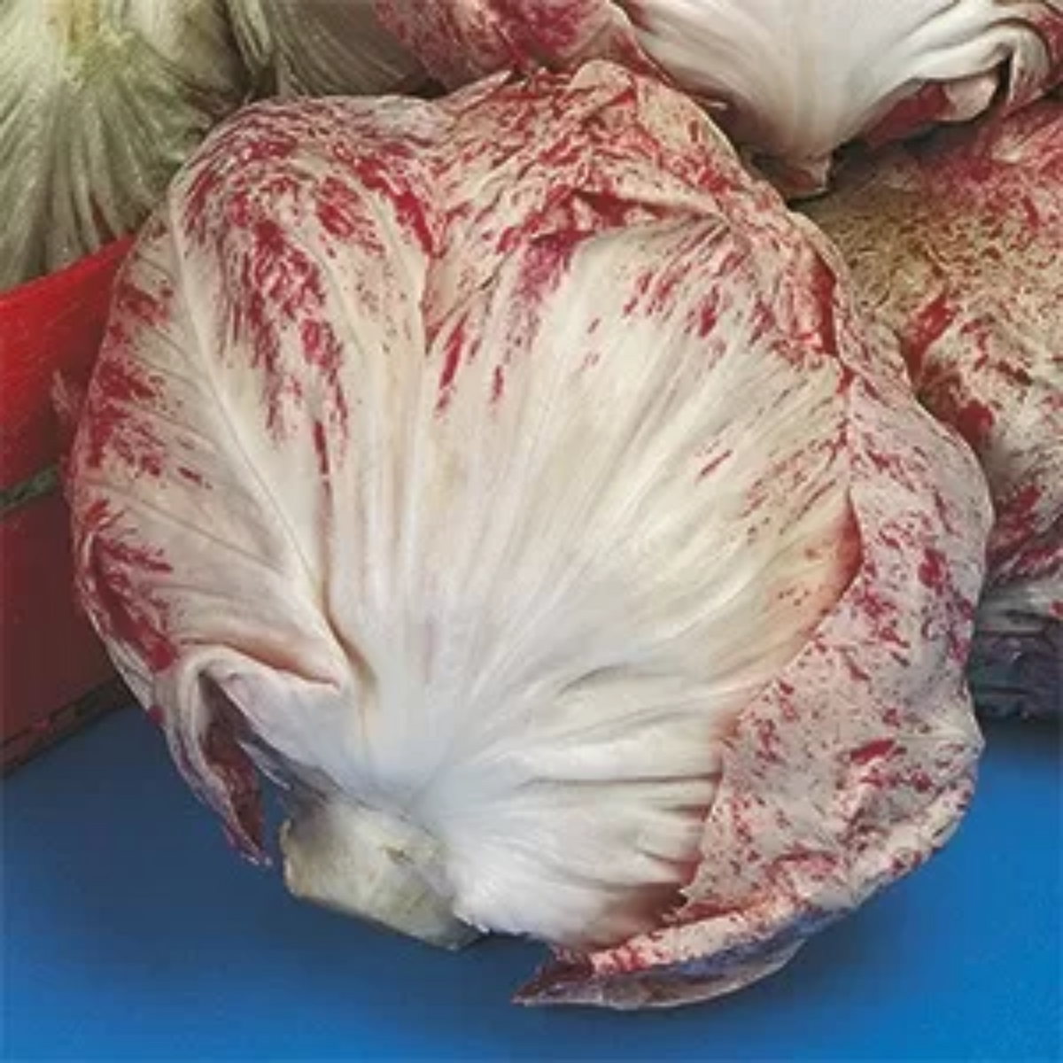 Zorzi Chioggia Chicory Cicoria Variegata di Chioggia Seeds