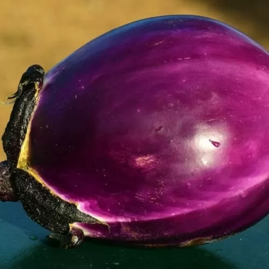 Zorzi Eggplant Melanzana Violetta di Firenze Seeds