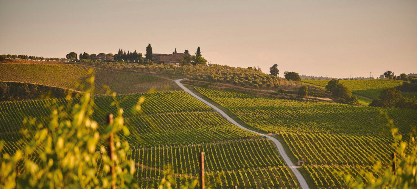Italian vineyard